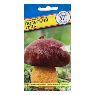 Мицелий грибов Польский гриб