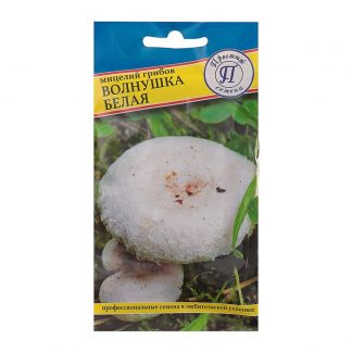 Мицелий грибов Волнушка белая