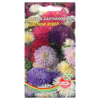 Семена цветов Астра Карликовая "Цветной ковер"