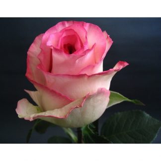 Саженец розы "Белла Вита" 1 шт
