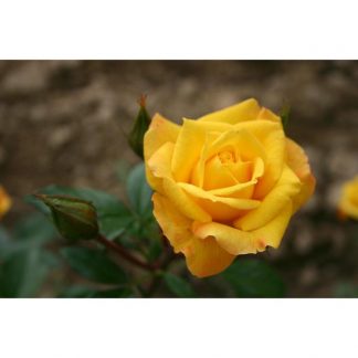 Саженец розы "Голдмари " 1 шт Весна 2022